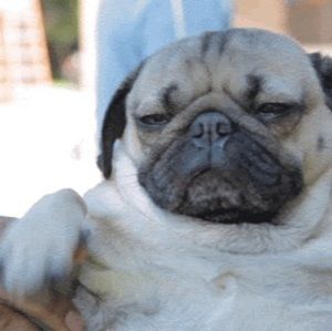 Meet your Posher, Lucy